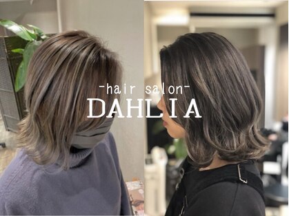 ダリア(DAHLIA)の写真