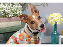 ガーフィー(garfy)の雰囲気（DOGサロン併設グルーミング大型犬まで可能＜江坂・トリミング＞）