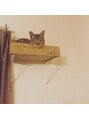 アンビシャス 昭島 キジトラの猫を飼っています。