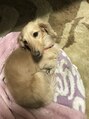 アプリシラブ(Apprecilove) 愛犬U^ェ^U