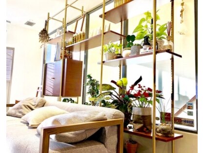 マウカ(mauca)の写真