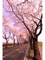 オーブヘアー(AUBE hair) 瀬谷の海軍道路の桜を撮ってきました！