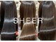 SHEER 北千住店【シア】【8月12日OPEN(予定)】の写真