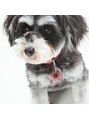 ヘアーメイクパーソナル&nbsp;愛犬　JAZZ　こう見えて女の子です。おじいちゃんっぽいけど