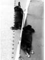 アオ(Ao)&nbsp;ウサギ2匹飼ってます