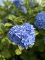 リンク(Linc.) 季節のお花を見に行きます。