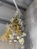 <井浦or久堀指名限定>カラー＋カット＋３STEP TR　16500円