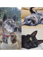 ロエル(ROEL) 犬と猫が好きです。