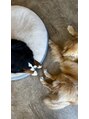 ニア 清澄白河(nir) いぬやねこなど動物がすきです
