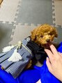 アイプラス(i plus+)&nbsp;愛犬たいが☆わんちゃんトークしましょう♪色々教えて下さい！