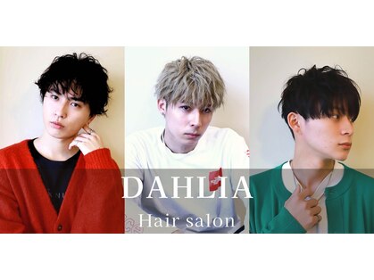 ダリア(Dahlia)の写真