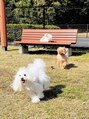 クオン 今泉(quon)&nbsp;愛犬2匹のトイプードル/アロマ、モカです♪毎日の癒しです。