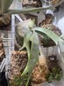 ビカクシダ