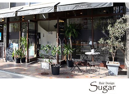 シュガー(Sugar)の写真