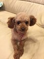 ヘアーメイク クイール(Hair Make Cuiiru) 我が家の愛犬アキです♪トイプードルなのにベリーショート!