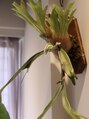 スナッグ(Snug.) 観葉植物好きです!家でも色んな種類育ててます。