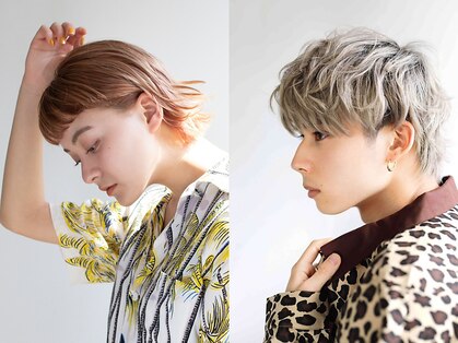 フィル(fil)の写真
