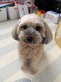 バンズ プリュス(Banz Plus) 我が家の愛犬、おじゃるまるちゃんです^ ^