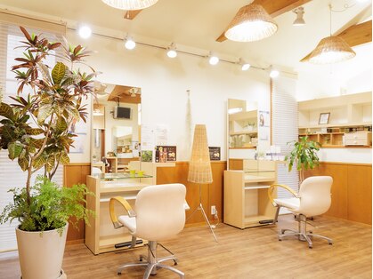 サクラ(Sakura)の写真