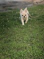 ノンダメージサロン ステラバイボヌール(Stella by Bonheur) 愛犬のラムです！お客様のわんちゃんのお話お聞かせください