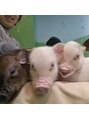 ユー(yu) 動物が好きで最近マイクロブタのカフェに行きました。