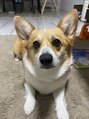ヨリ(yori.) 愛犬のこうちゃん