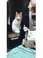メダム&nbsp;愛猫ジュラ君です★ワンちゃんみたいな性格の猫です。