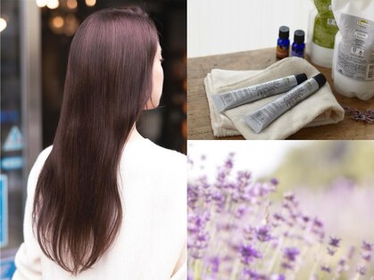 グリシーヌ(Glycine)の写真