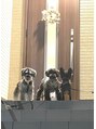 エアー(Air) 犬が大好きです!シュナウザーを3頭飼ってます!