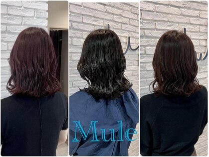 ミュール(Mule)の写真