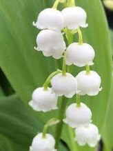 メゾン ド ボーテ(Maison de Beaute)&nbsp;舘 