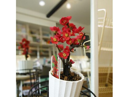 オウ ニュートラル バンブー(Oh Neutral Bamboo)の写真