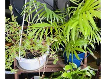 エンジェルリップ(Engel Lippe)の雰囲気（店内にいっぱいの観葉植物）