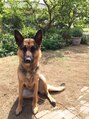 フラバー(flover) 愛県家の愛犬家です。実家のアリス！顔は怖いけど可愛い女の子