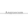 アングレカム(Angraecum)のお店ロゴ