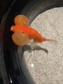 リフ(LIF by MIRROR TALK) 神戸の水族館にいたぽよぽよ音が鳴りそうな金魚です！