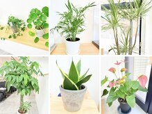 『視界に入る、やさしい緑。』緑がもらたすリラックス・癒しの空間