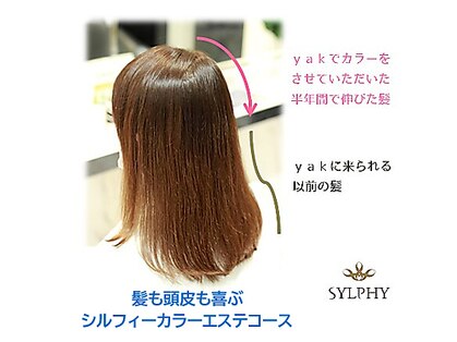 ヤック(yak)の写真