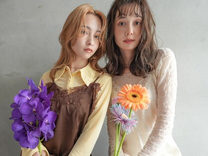 カンナ(Canna)の写真