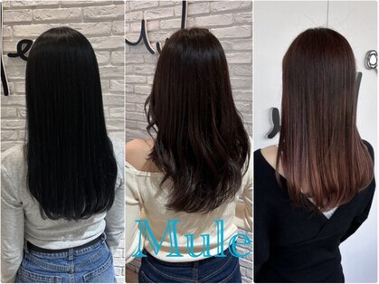 ミュール(Mule)の写真