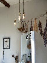 ヒナギク(hina giku)