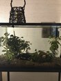 ソーエン バイ ヘッドライト 札幌元町店(soen by HEADLIGHT)&nbsp;ペットは熱帯魚！もっとアクアリウム的な感じにしたい、、