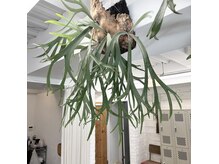 コス(kos)の雰囲気（5席のプライベート感/自然光、木、植物が心地いいゆったり系です）