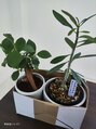 ニル 大泉学園(nilu) お店の観葉植物のアドバイスください!