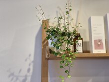 店内には様々な植物があり、グリーンのパワーで癒されます☆