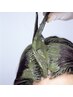 ヘナカラー（1回染め全体）￥7700【姫路/広畑】