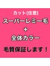 スーパーレミーシール40枚or50枚＋カット＋カラークーポン♪22500円～☆