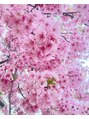 タヤ 府中店(TAYA) 東京の華やかな桜