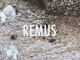 リーマス(REMUS)の写真