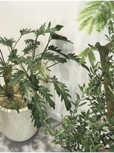 【green and modern】グレーを基調としたモダンな空間と生き生きとした植物たち。